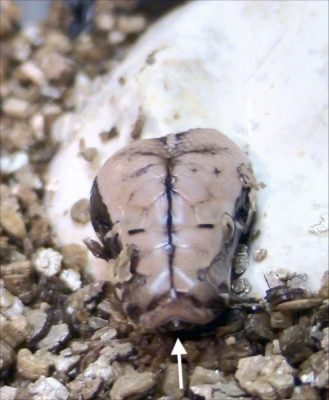 egg tooth python Dawson