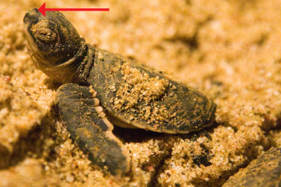 Egg caruncle in a juvenile green turtle