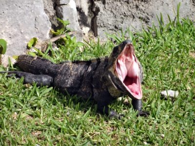 Lizards have a large gape however they cannot open their mouths as widely as snakes