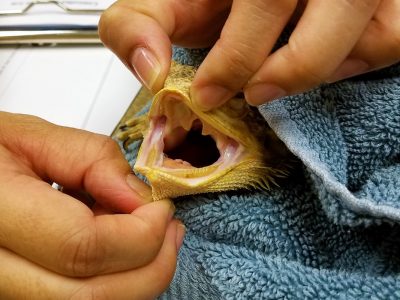 Gently grasping the dewlap of a bearded dragon