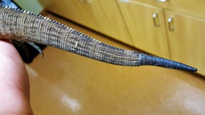 It is often impossible not to damage the dorsal spines during restraint of iguanid lizards, however make every effort to do so