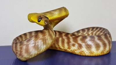 This tightly coiled, S-shaped posture suggests aggression and/or fear