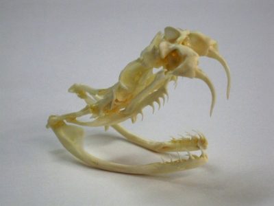 Lateral view of a diamondback rattlesnake skull