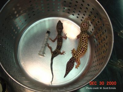 The tail base is a site of fat deposition in the normal leopard gecko (right). The gecko tail base can lose its fat depot in the emaciated patient (left). 