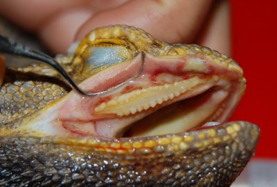 Gingivitis and dental calculus in a bearded dragon