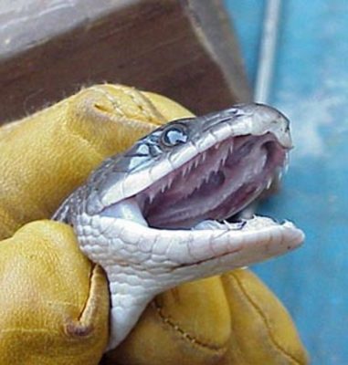 Snakes have a second upper row of teeth on the palatine and pterygoid bones
