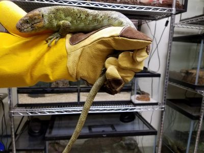 Most people prefer to catch lizards by hand as thick leather gloves can reduce tactile ability