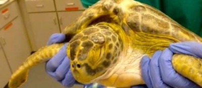 Green sea turtle with Horner's-like syndrome.