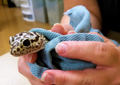 A surgical towel can be used to capture and restrain a small lizard