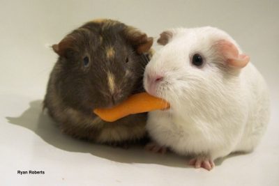 Guinea pigs tend to eat in groups, with little to no competition observed. 