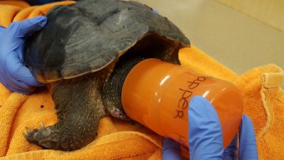 A cup placed over the head can be used as a makeshift ‘muzzle’ for examination of a small snapping turtle