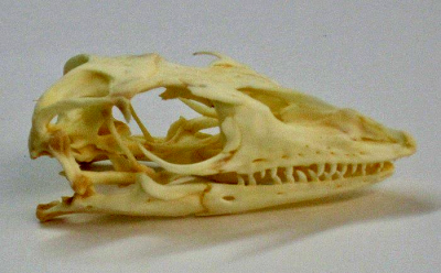 Lateral view of a mangrove monitor