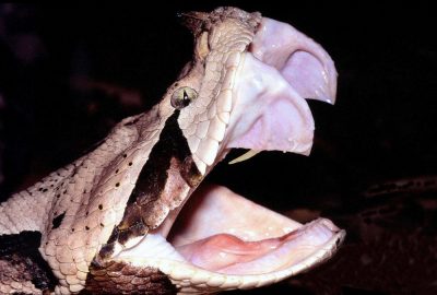 Fangs in a solenoglyph, the Gaboon viper