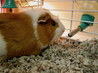 Guinea pigs generally prefer water bottles