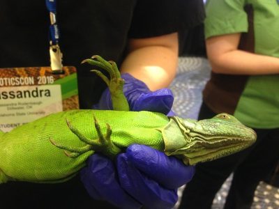 When restraining a lizard, place one hand around the neck and pectoral girdle region