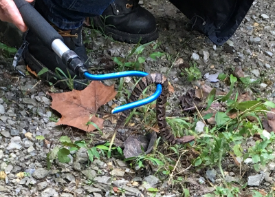 Aggressive or venomous snakes can be manipulated by trained professionals using hooks or tongs