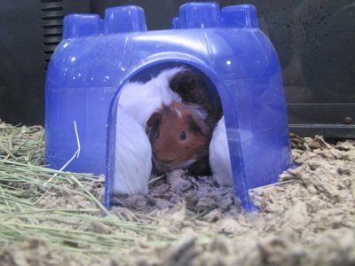 Provide companion and laboratory guinea pigs with some form of visual security.