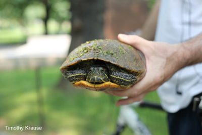 Most small or medium-sized turtles can be held between the front and rear legs at the end or side of the carapace, much as one would a burger