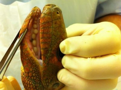 Specialized molariform teeth in a South American caiman lizard