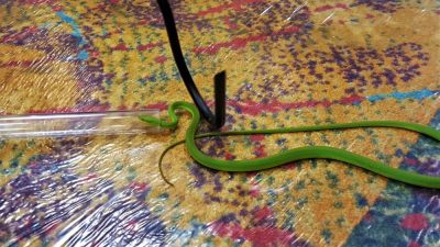 Aggressive or venomous snakes can be manipulated by trained professionals using hooks or tongs