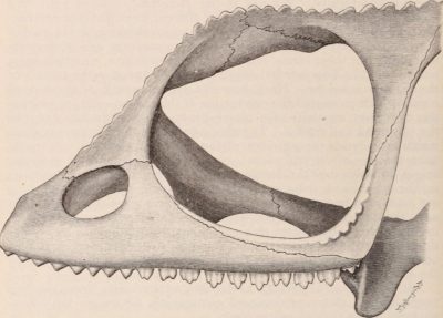 The teeth of Family Chamaeleonidae are similar to those of agamids in being triangular and strongly acrodont however chameleon teeth lack anterior pleurodont teeth