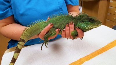 One hand supports the lizard’s pectoral girdle, while the other hand supports the body near the pelvis, grasping the rear legs up against the tail at or just below the pelvis
