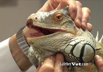 Opening the mouth of green iguana