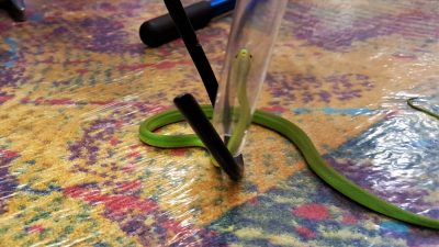 Aggressive or venomous snakes can be manipulated by trained professionals using hooks or tongs