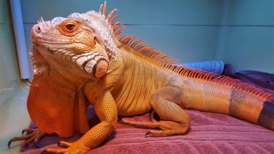 Although often an impossible task, make every effort to avoid damaging the dorsal spines during restraint of iguanid lizards