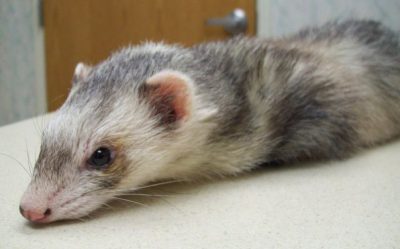 Butorphanol has more potent sedative effects in the ferret so consider lower doses