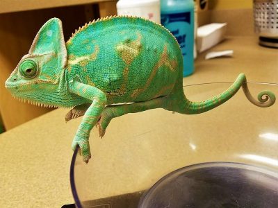 Most chameleons will be more secure when allowed to perch