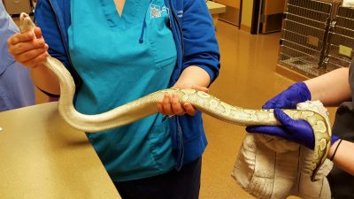 Firm restraint of a snake’s head will often cause it to struggle, so be prepare