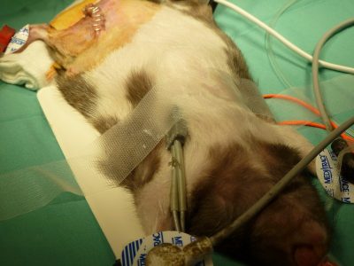 Vital signs Doppler crystal placed over the thoracic cavity in a rat