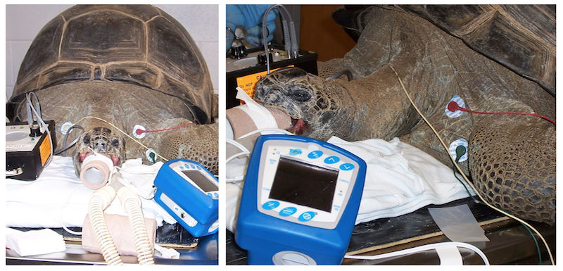 Electrocardiography patches placed on an Aldabra tortoise