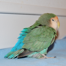 fluffed lovebird Jill Murray cropped square