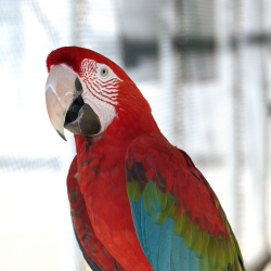 Green wing macaw D Coetzee