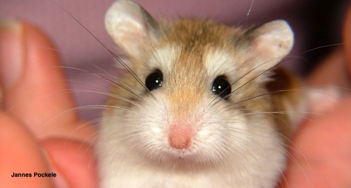 Pet Hamster Breed Information