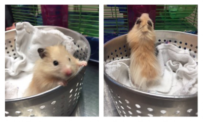 Syrian hamster