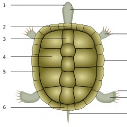 Hermann’s tortoise usually possesses a divided supracaudal scute