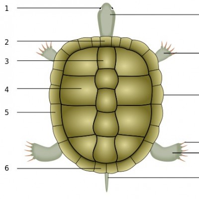 Hermann’s tortoise physical description