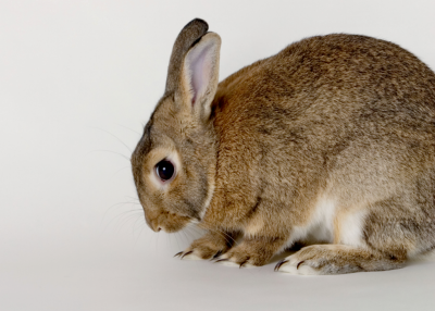 hunched rabbit Alamy