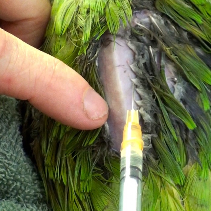 Injections intramusculaires chez les oiseaux