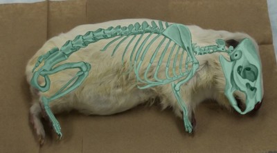 Superposición del esqueleto en un conejillo de indias