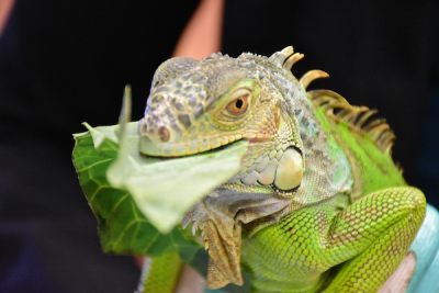 iguana eating greens closeup Resa McLellan