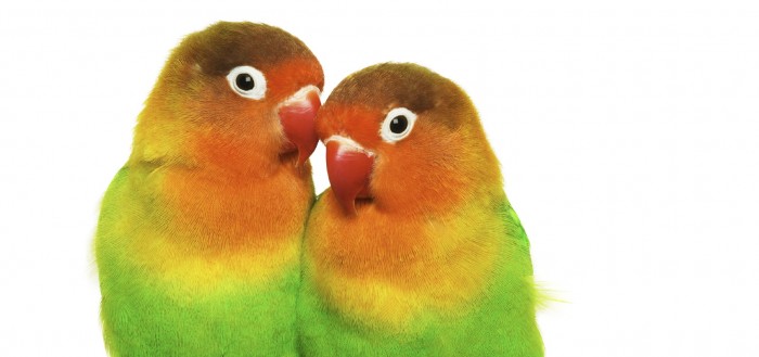 Basic Information Sheet: Lovebird - LafeberVet