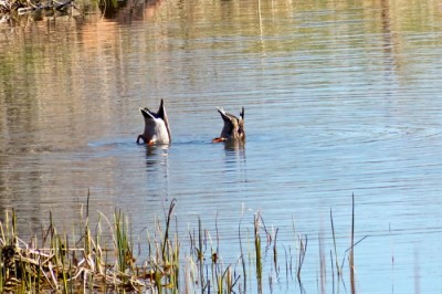ducks dabbling FCC