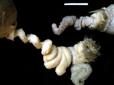 Mallard phallus by Patricia Brennan