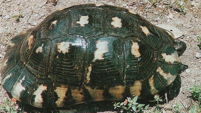 Marginated Tortoise Basic Information Sheet