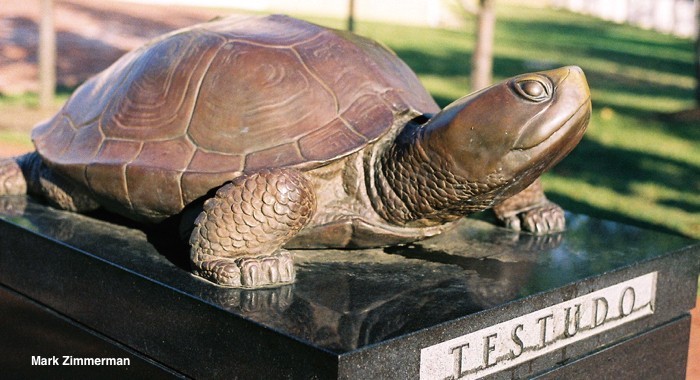 Mediterranean Tortoises