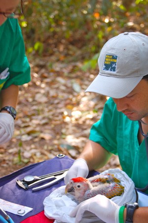 Dr. Melvin Merida of WCS working with a Scarlet macaw